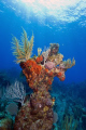   Beautiful diving Grand Cayman. Cayman  